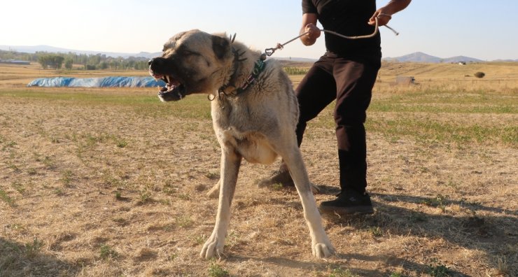 Köpek saldırısına karşı ne yapmalı ?