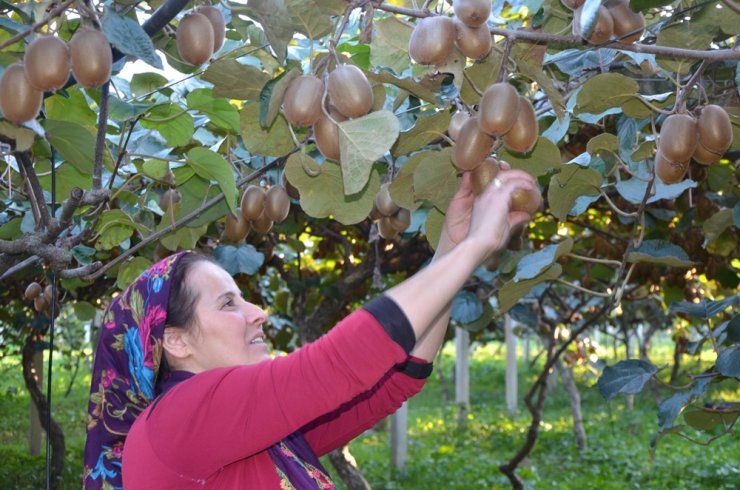 Kivi hasadına başlandı