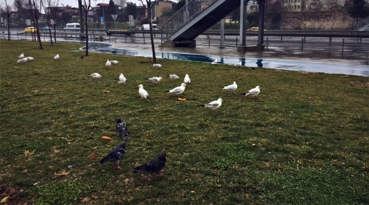 Engel tanımayan “Martıcı Baba”