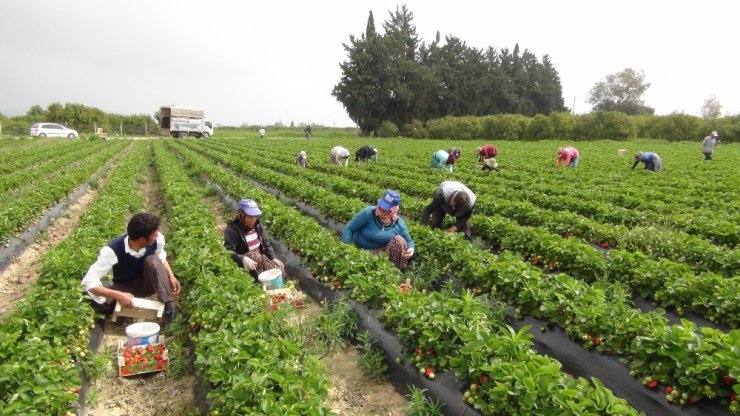 Mersin’de açıkta çilek hasadı başladı, Rusya talebi arttırdı