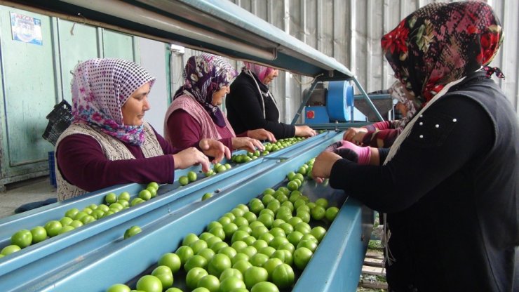 Silifke’de erik ihracatı üreticinin yüzünü güldürüyor