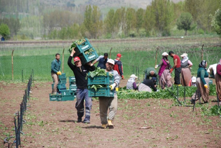 Ispanak fiyatlarında düşüş yaşandı