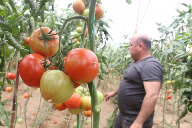 Domates fiyatları uzun aradan sonra üreticisini güldürdü