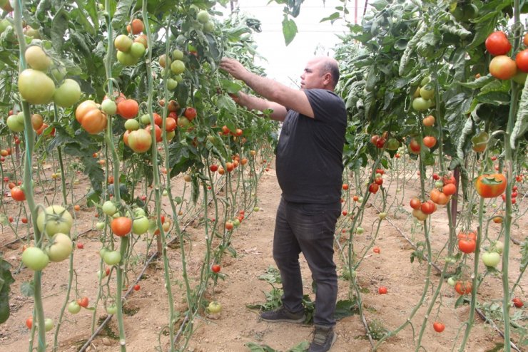 Domates fiyatları uzun aradan sonra üreticisini güldürdü