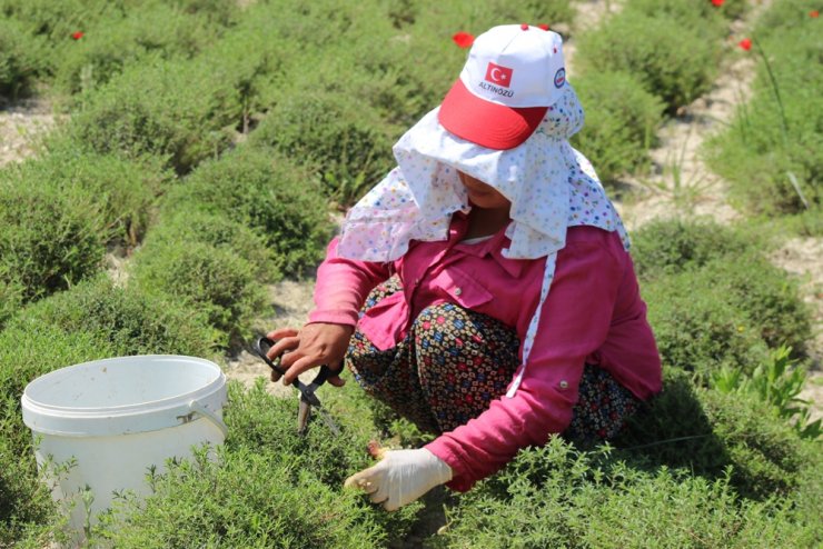 Zahter diyarında hasat mesaisi