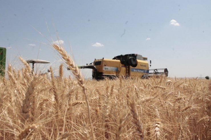 Diyarbakır’da yılın ilk buğday hasadı yapıldı