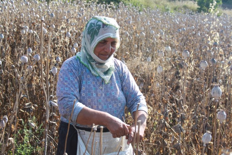 Amasya’da haşhaş hasadı başladı