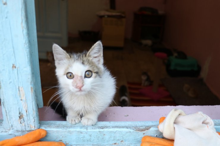 Kiraladığı evde 90 kediye bakıyor