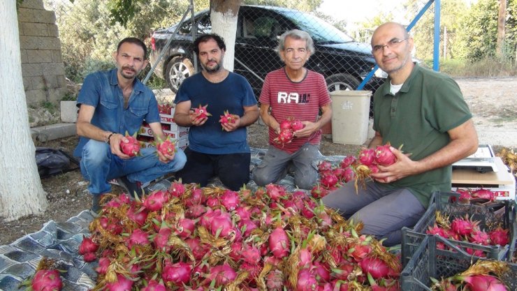 Pitahayanın tanesi bahçede 17, markette 40 lira