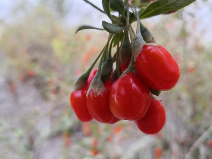 Aksaray’ın Oscar kalite ödüllü goji berry’si dünyaya ihraç ediliyor