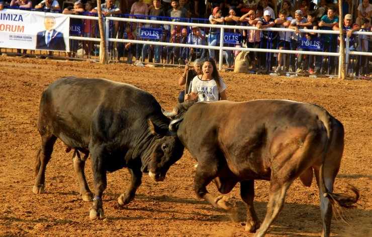 Boğalar arenaya sığmadı