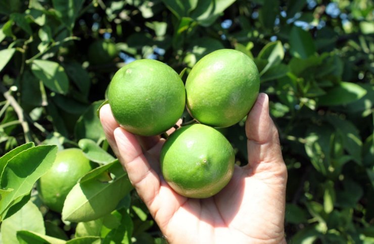 Limon diyarında hasat başladı