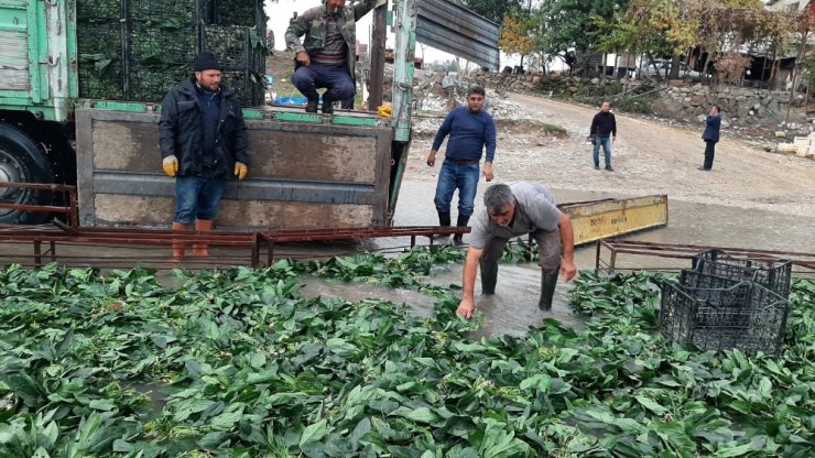 "Yeşil altın"da buruk hasat