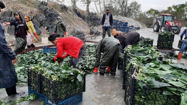 "Yeşil altın"da buruk hasat