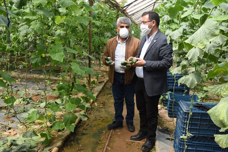 Alanya’da örtüaltı üretim ara vermedi