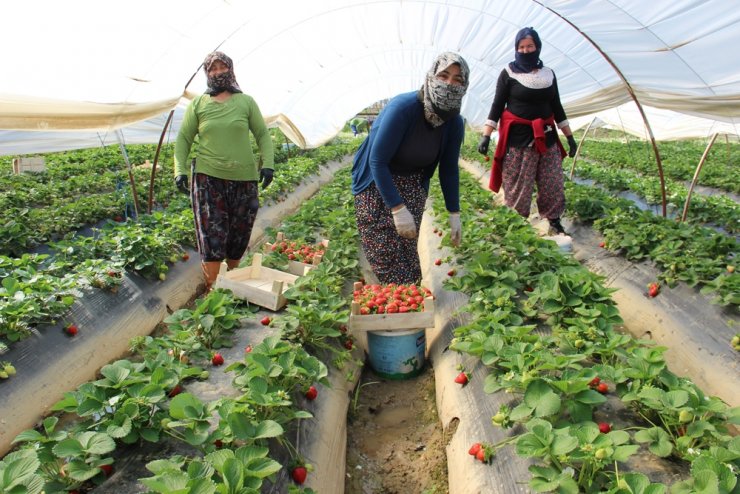 Aydın’da çilek üretimi başladı