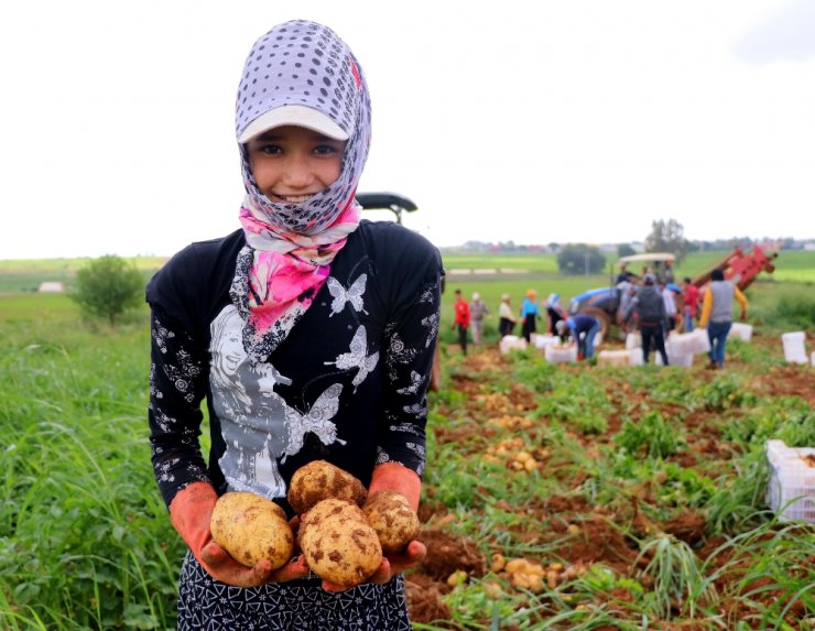 Adana’da turfanda patatese buruk hasat