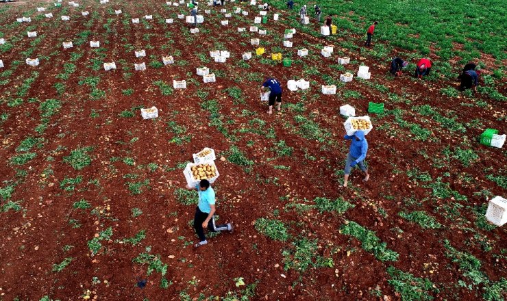 Adana’da turfanda patatese buruk hasat