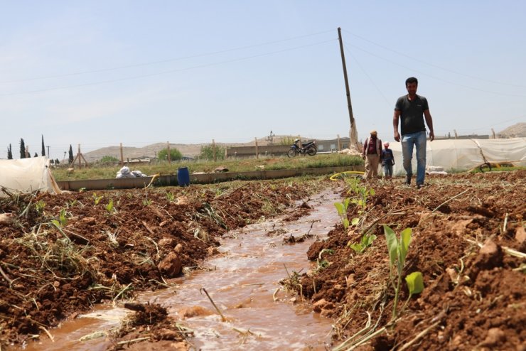 Harran Ovası’nda isot fideleri toprakla buluşuyor