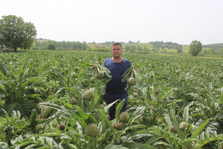 Fiyatı diğer enginarların iki katı ama tarlada kapışılıyor