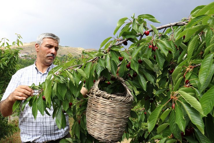 Dalbastı kirazında hasat zamanı