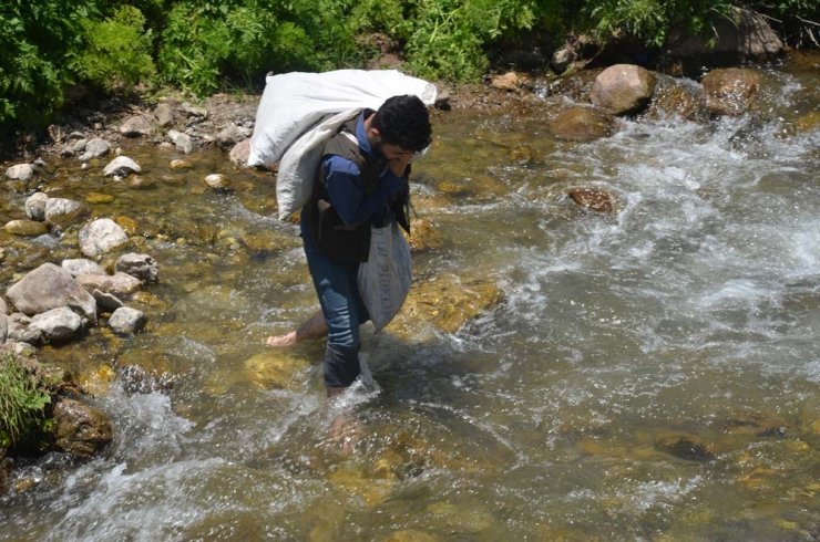 Şırnak’ta sezonun son pancarları toplandı