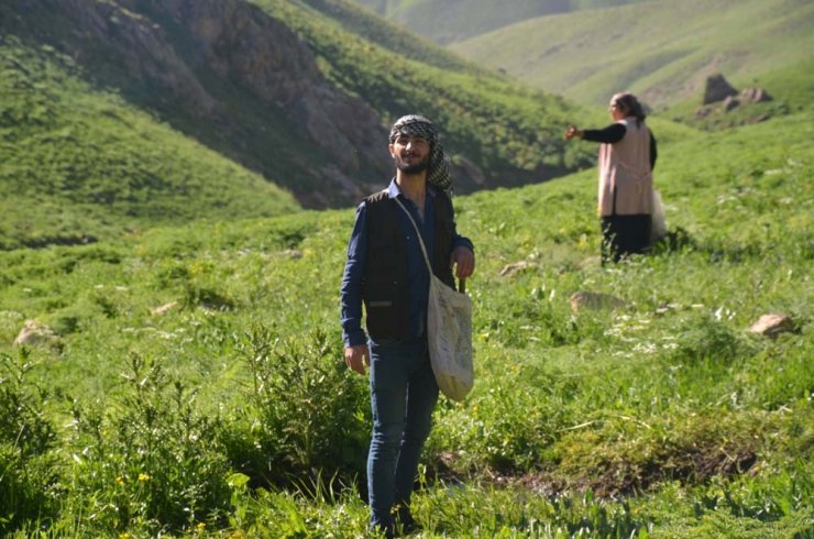 Şırnak’ta sezonun son pancarları toplandı