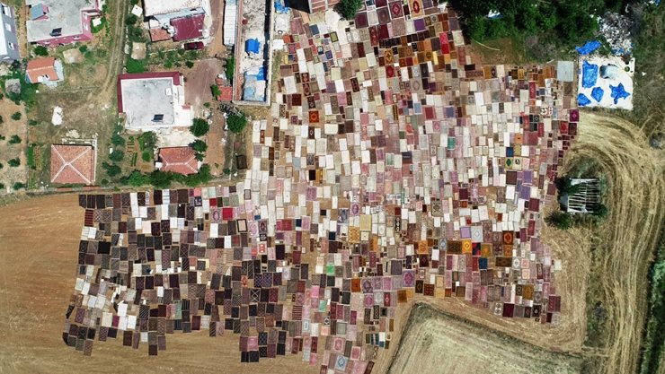 Halı tarlaları sezonu açtı, buğday arazilerinde renk cümbüşü yaşandı