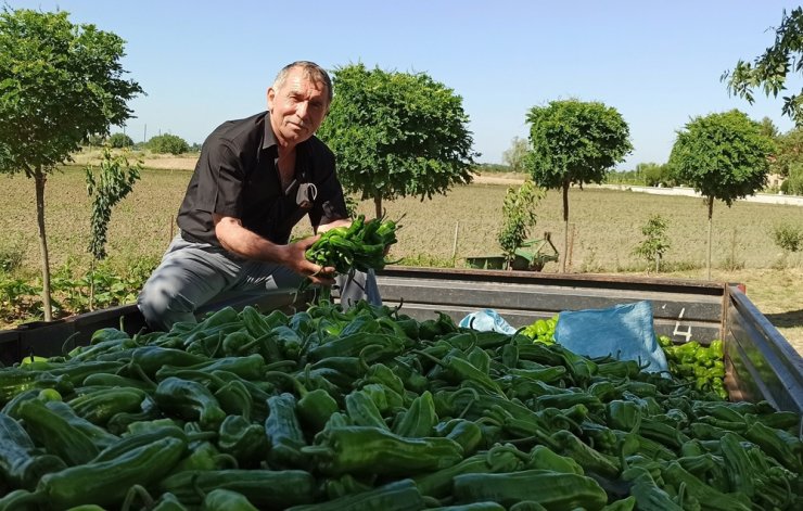 Bafra Ovası’nda yazlık ürün sezonu açıldı