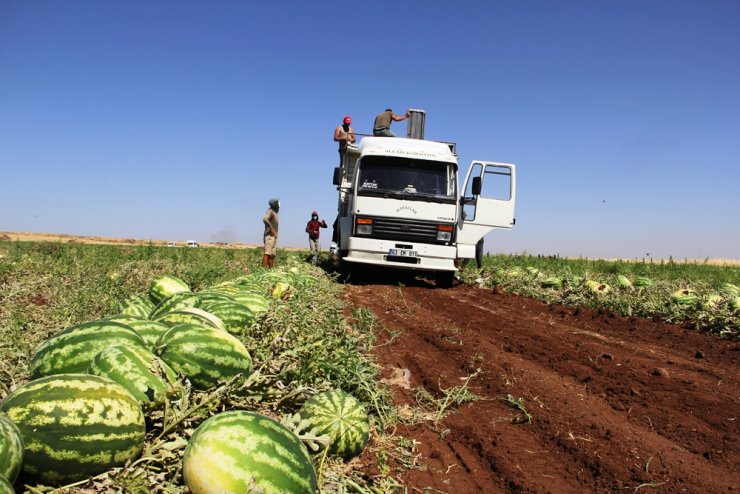 Tescilli Diyarbakır karpuzunda hasat zamanı