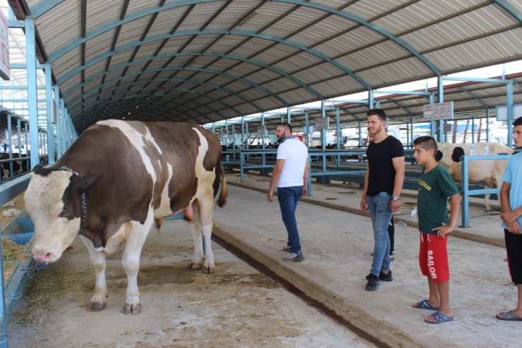 1,5 tonluk tosun pazarın gözdesi oldu