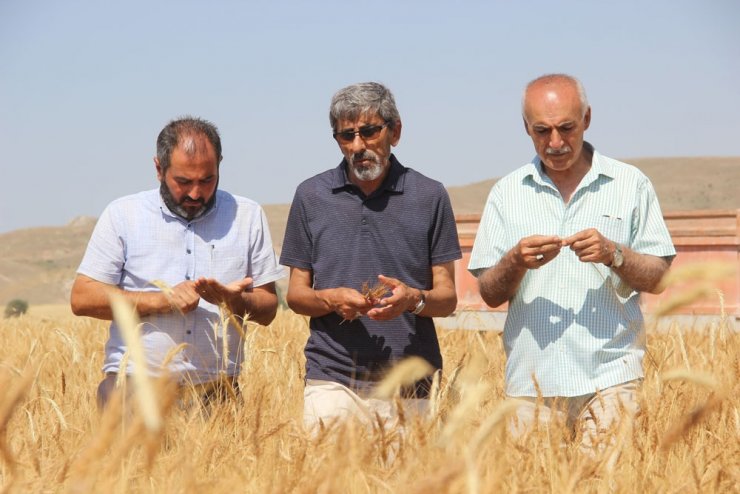 Kışın yağan kar, buğday üreticisinin yüzünü güldürdü