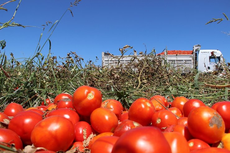 Manisa’da domatesler tarlada kaldı