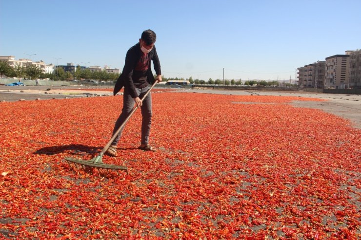 Şanlıurfa isotunun acı telaşı başladı