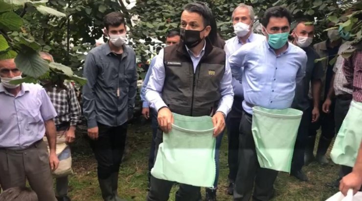 Tarım ve Orman Bakanı Bekir Pakdemirli sel bölgesinde fındık topladı