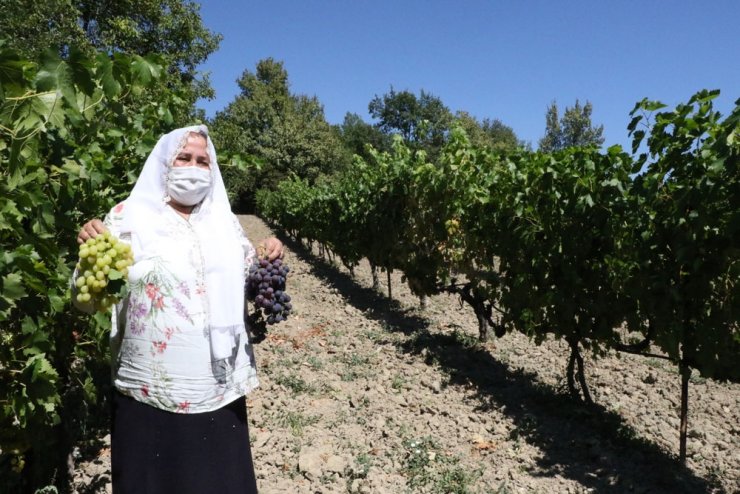 "Çavuş üzümü" hasadı başladı