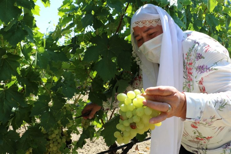 "Çavuş üzümü" hasadı başladı