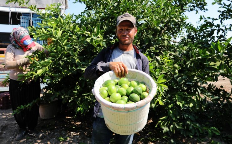 Limon hasadı başladı