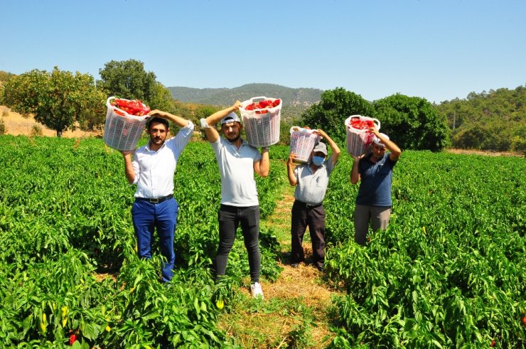 Fabrika işçisinin ektiği kapya biber köylünün umudu oldu