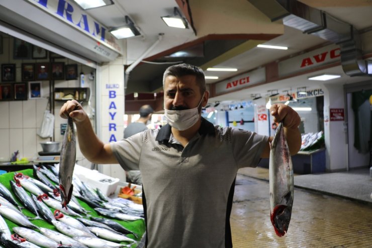 Palamut borsayla yarışıyor, tezgahlarda 20 liradan alıcı buldu