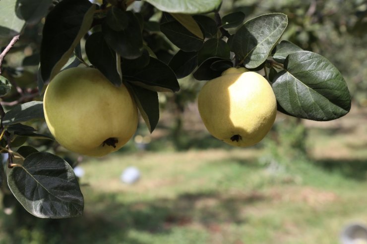 Hamilelik döneminde ayva tüketmenin faydaları saymakla bitmiyor