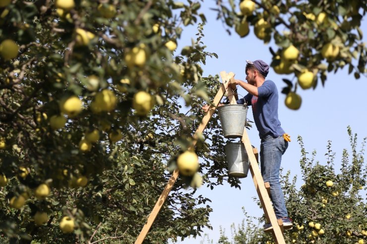 Hamilelik döneminde ayva tüketmenin faydaları saymakla bitmiyor