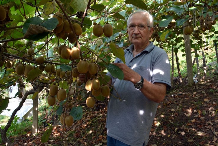 Kivi üreticileri hasada hazırlanıyor