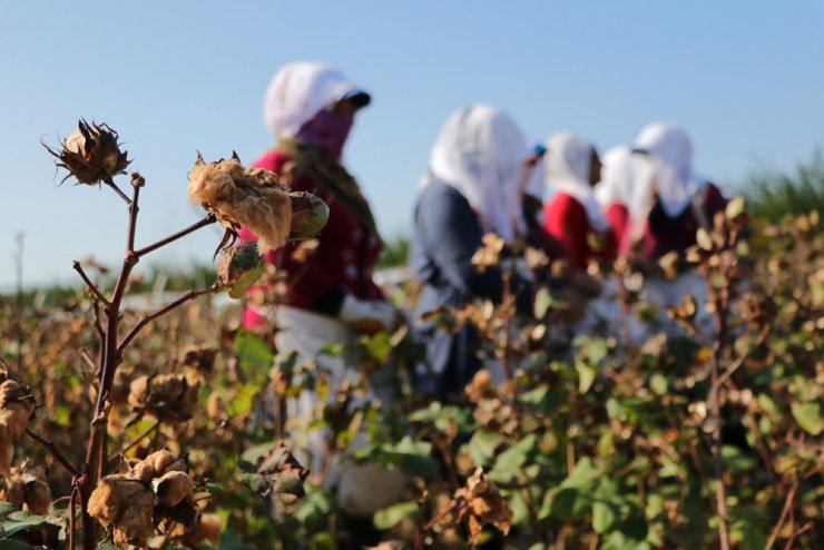 Adana’da renkli pamuk hasadı