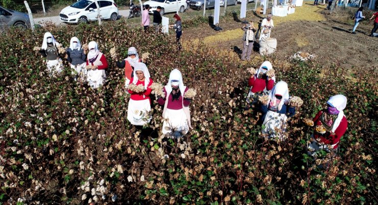 Adana’da renkli pamuk hasadı