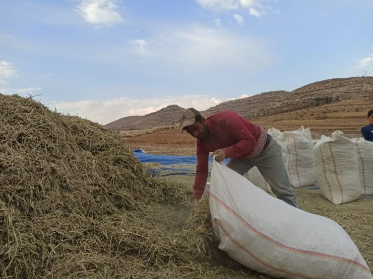 Siirt’te fıstık atığı birçok ailenin geçim kaynağı oldu