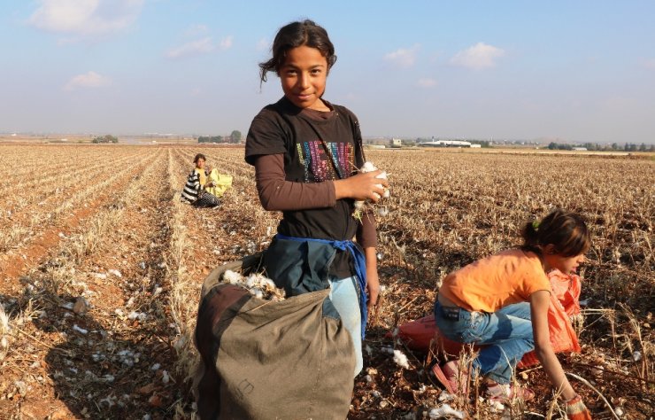 Tarlada kalan kirli ve saçılmış pamuklar geçim kaynağı oldu