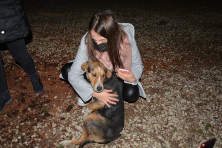 Ormana terk edilen sokak köpeklerini beslemek için kilometrelerce yol gidiyorlar