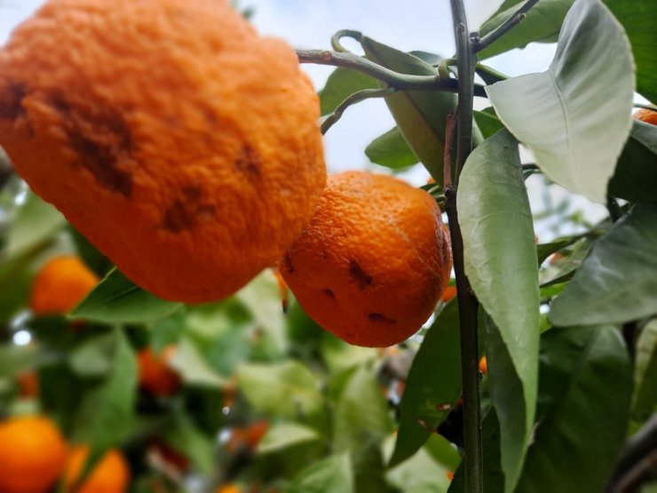 Kırağı ve yağmur mandalina ihracatçısı ve üreticisinin kolunu kanadını kırdı