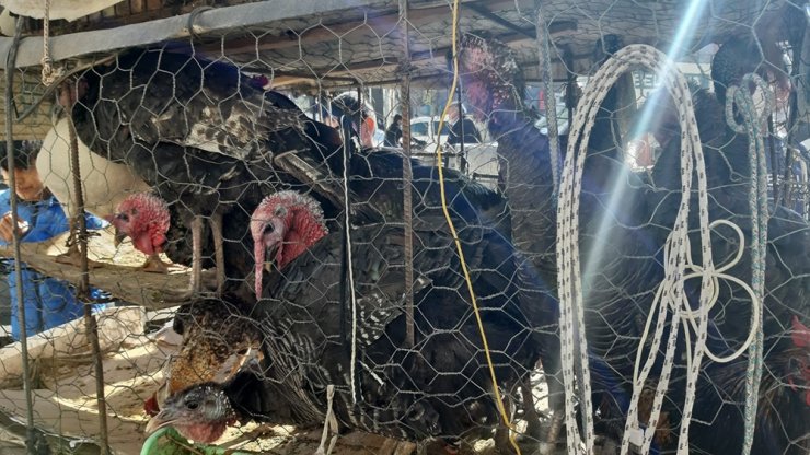 Pandemi bu yılbaşı öncesi hindi satışlarını olumsuz etkiledi